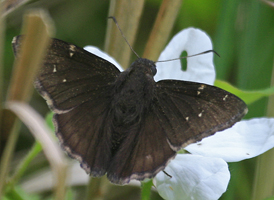 Northern Cloudywing